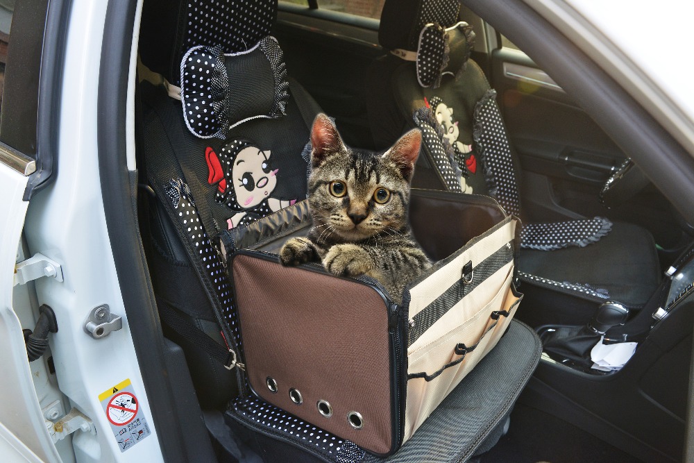 Transport chat voiture : nos conseils pour un voyage zen - WanimoVeto